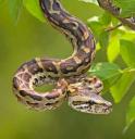 african-rock-python.jpg