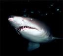 grey-nurse-shark.jpg