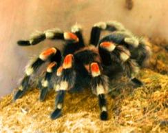 Tarantula