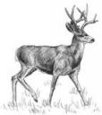 deer.jpg