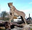 cheetah.jpg