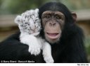 chimp-and-tiger-cubs