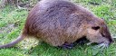 nutria1