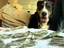 dog-eats-money