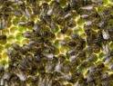 bee swarm