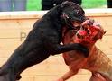 dog fighting