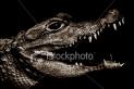 caiman