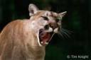 cougar