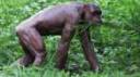 naked chimp