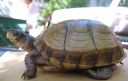 box turtle