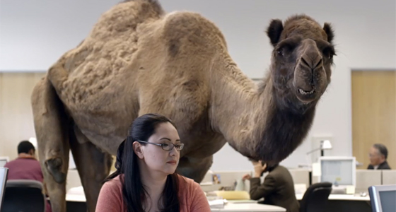 Geico Hump Day Camel Commercial Foxsylvania
