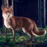 cgi fox