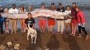 oarfish