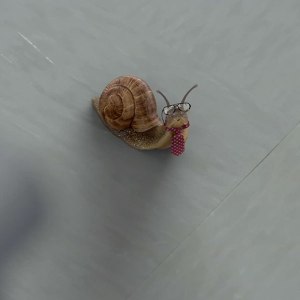 snail