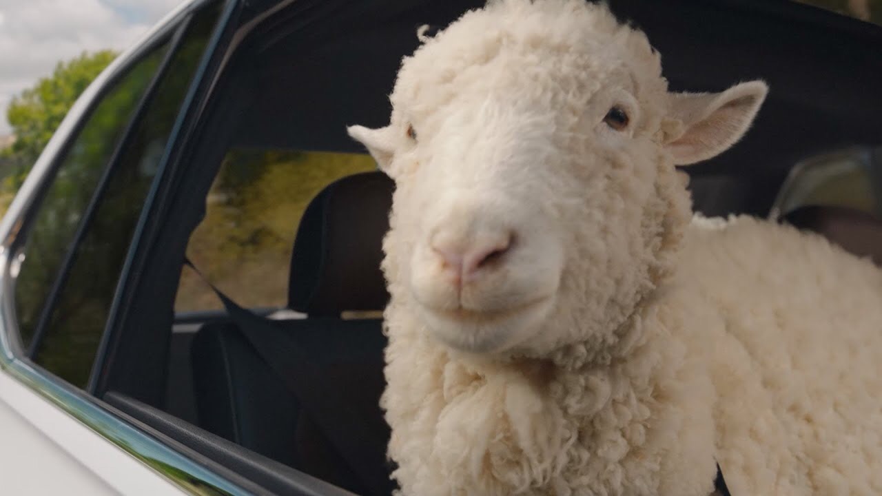Tiguan Commercial With Sheep